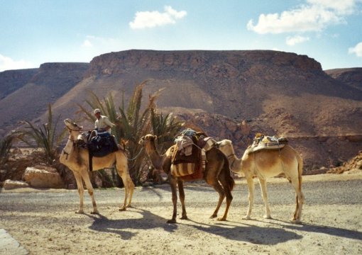 Camels