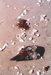 Shells