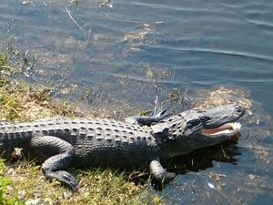 Alligator