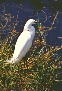 Snowy Egret