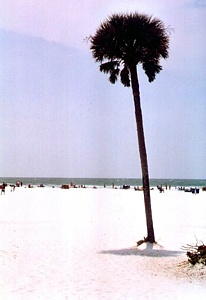 Siesta Key