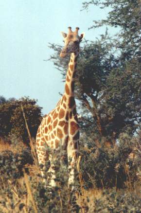 Giraffe